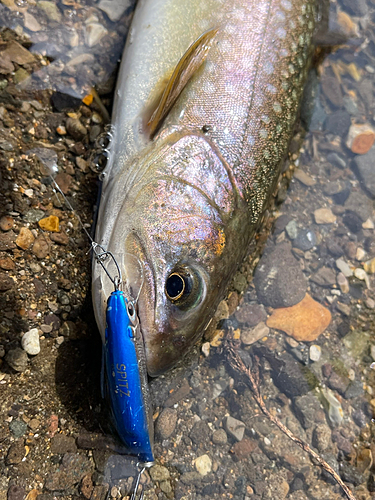 イワナの釣果