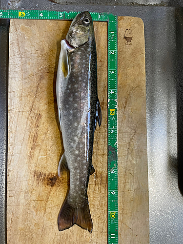 イワナの釣果