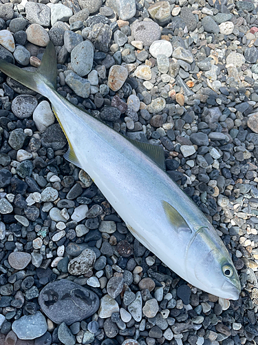 イナダの釣果