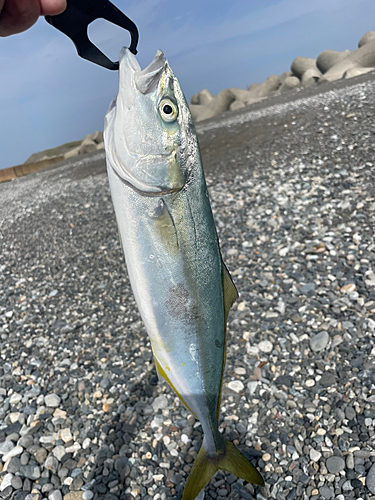 イナダの釣果