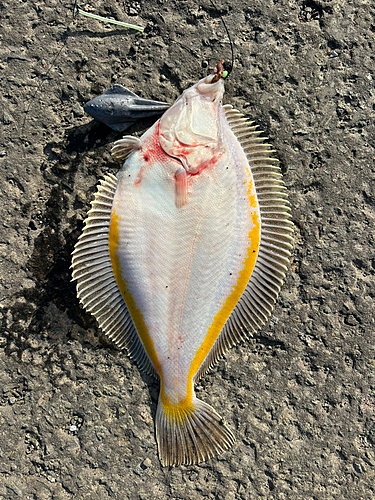 カレイの釣果