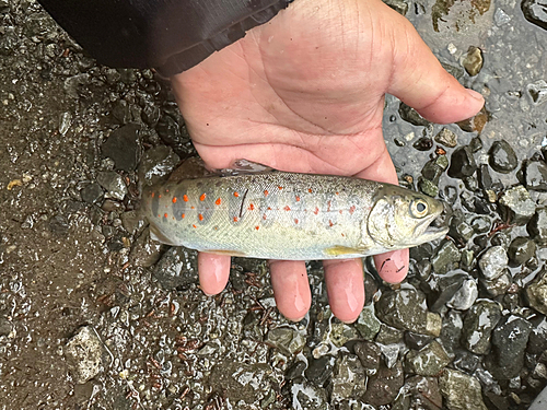 アマゴの釣果