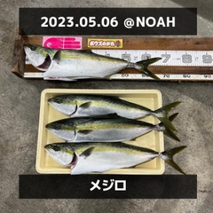 メジロの釣果