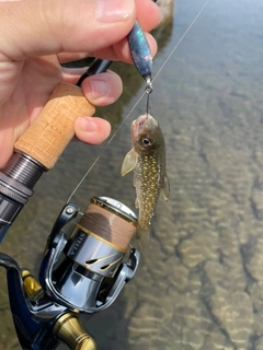 アメマスの釣果