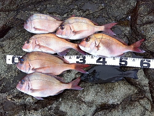 マダイの釣果