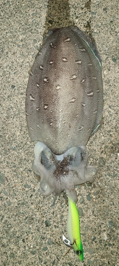 コウイカの釣果