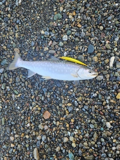 アメマスの釣果