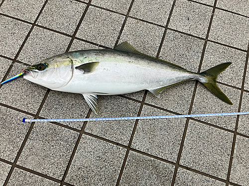 ハマチの釣果