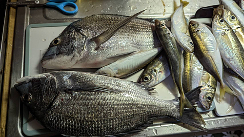 チヌの釣果