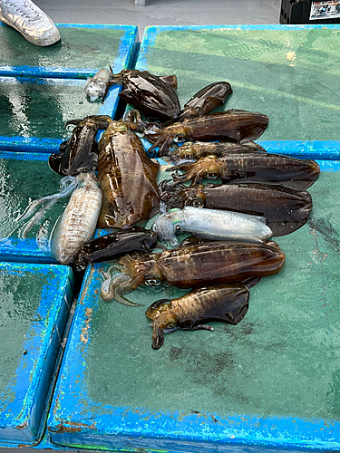 アオリイカの釣果