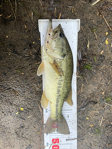 ラージマウスバスの釣果