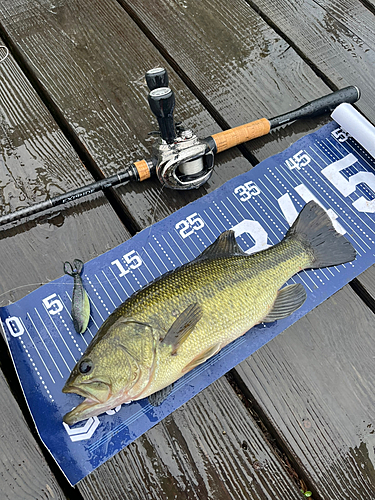 ブラックバスの釣果