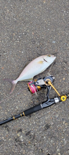 ショゴの釣果