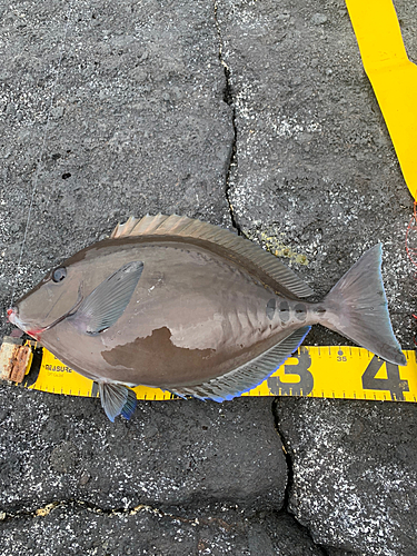 サンノジの釣果