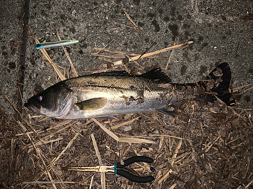 シーバスの釣果