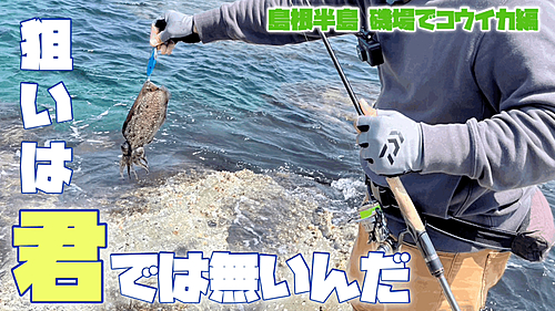 コウイカの釣果