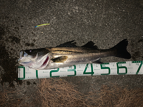 シーバスの釣果