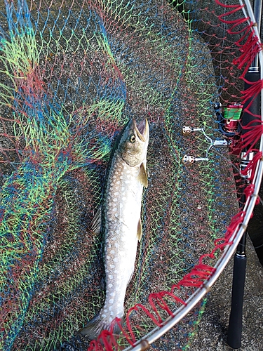 アメマスの釣果