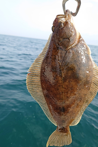 カレイの釣果