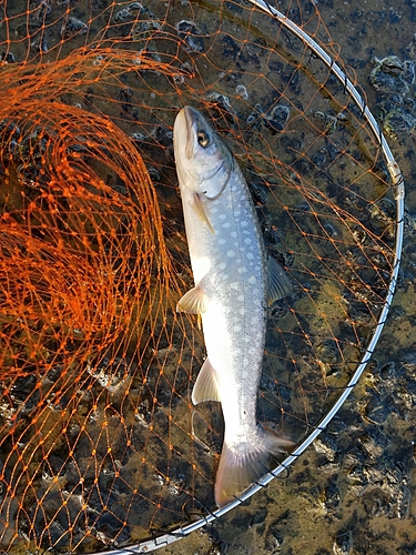 アメマスの釣果