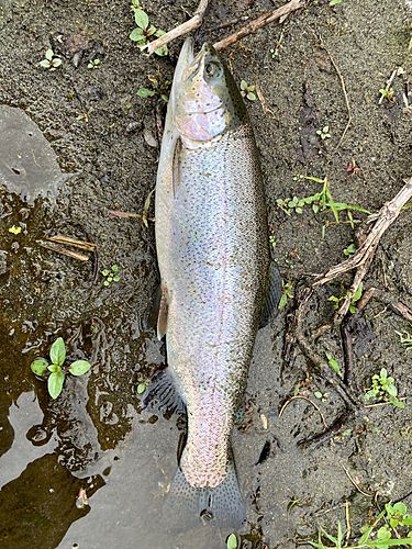 ニジマスの釣果