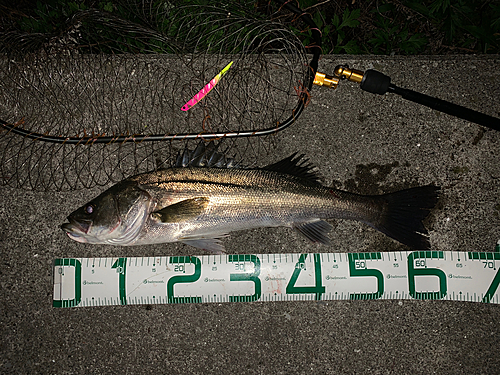 シーバスの釣果