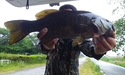 スモールマウスバスの釣果