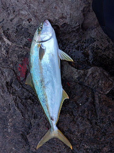 ヒラマサの釣果