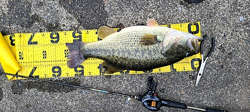 ブラックバスの釣果