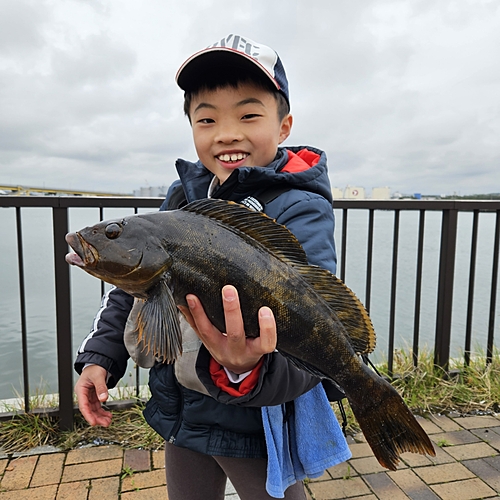 アイナメの釣果