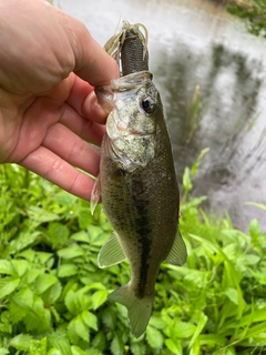 ラージマウスバスの釣果