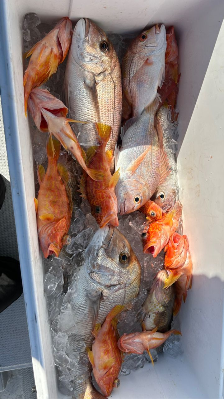 つよぽんスカポンさんの釣果 3枚目の画像