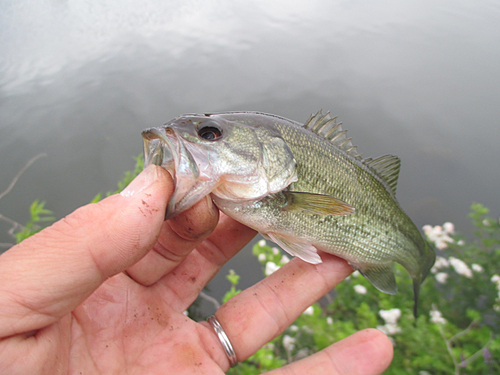 ラージマウスバスの釣果