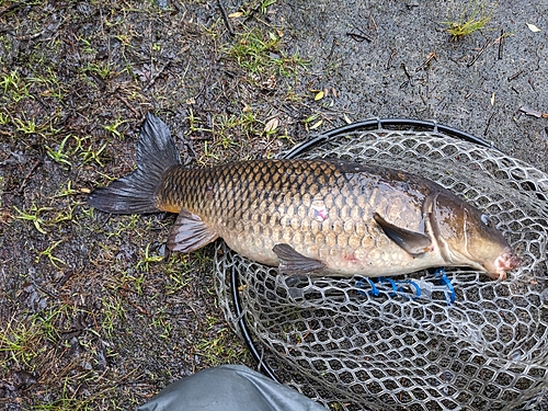 コイの釣果