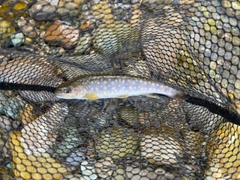 イワナの釣果