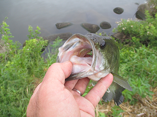 ラージマウスバスの釣果