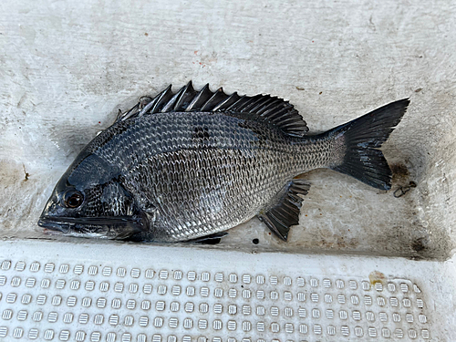 クロダイの釣果