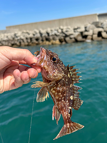 カサゴの釣果