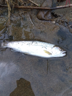 ヤマメの釣果