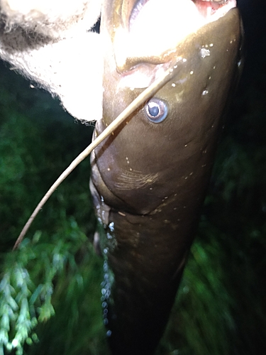 ナマズの釣果