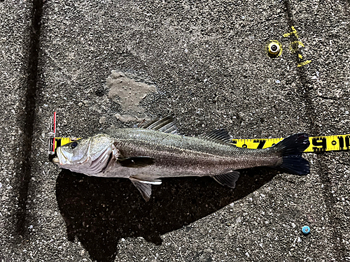 シーバスの釣果