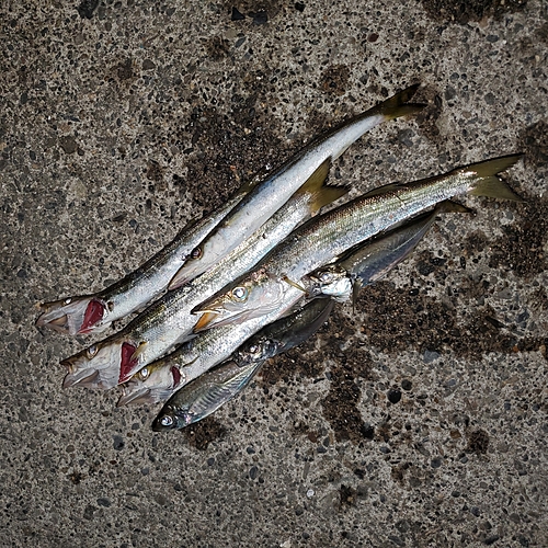 カマスの釣果