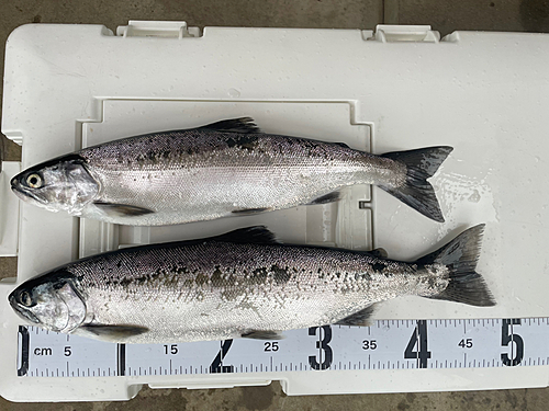 ビワマスの釣果