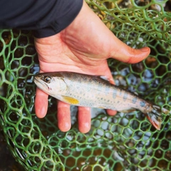 ヤマメの釣果