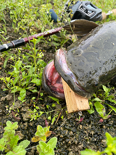 ライギョの釣果