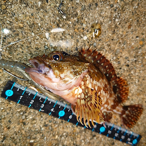 カサゴの釣果