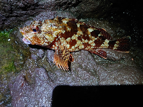 カサゴの釣果