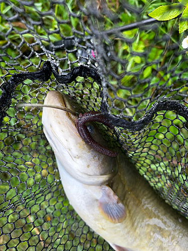 ナマズの釣果