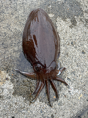 コウイカの釣果