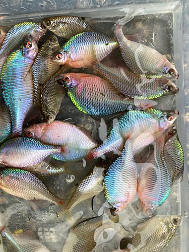 タイリクバラタナゴの釣果